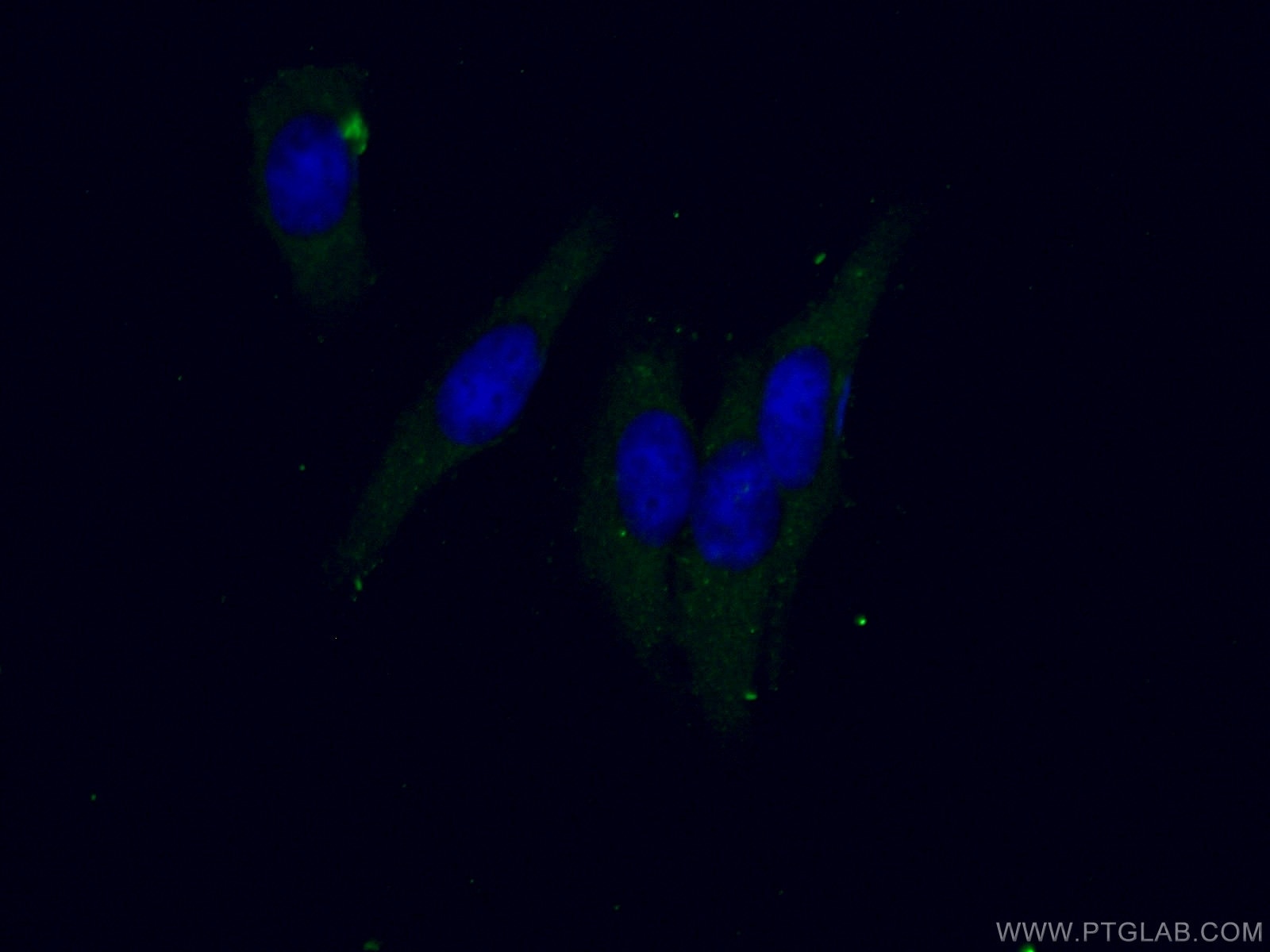 Immunofluorescence (IF) / fluorescent staining of HepG2 cells using GLRX Polyclonal antibody (15804-1-AP)