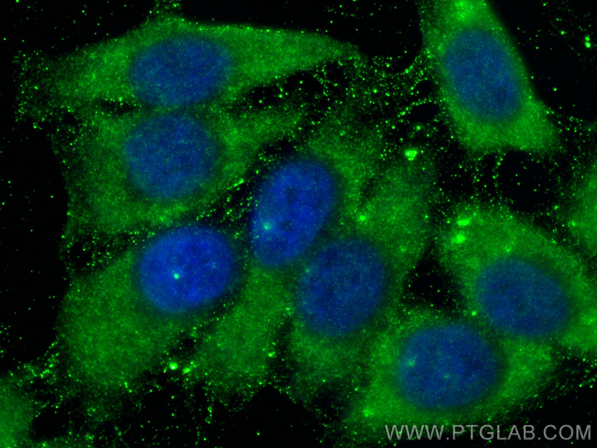 Immunofluorescence (IF) / fluorescent staining of HepG2 cells using GLRX Polyclonal antibody (15804-1-AP)