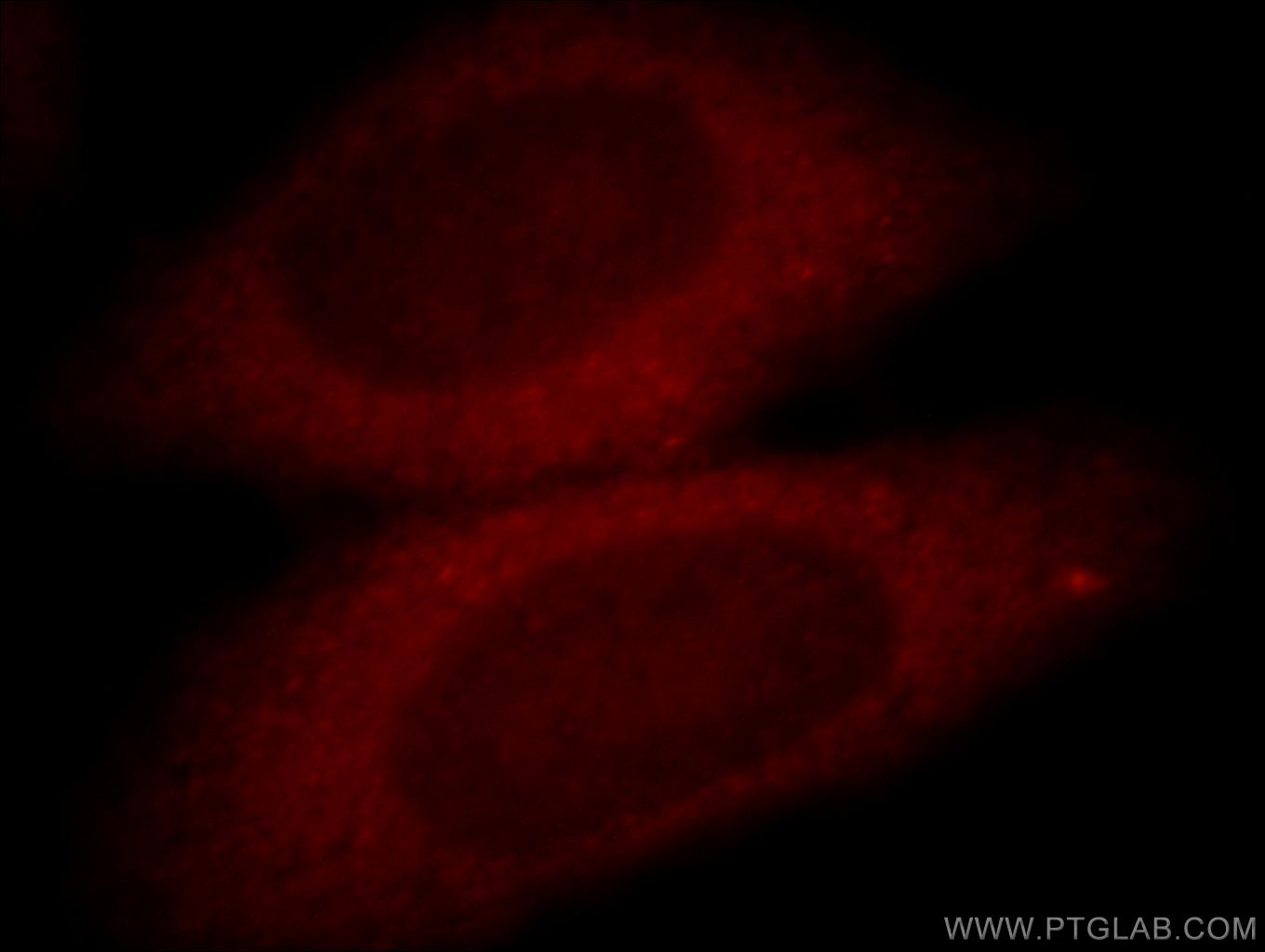 Immunofluorescence (IF) / fluorescent staining of HepG2 cells using GLRX Polyclonal antibody (15804-1-AP)