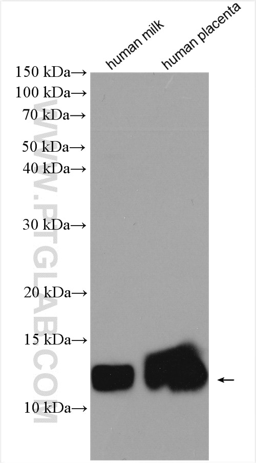 Western Blot (WB) analysis of various lysates using GLRX Polyclonal antibody (15804-1-AP)