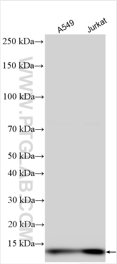 Western Blot (WB) analysis of various lysates using GLRX Polyclonal antibody (15804-1-AP)