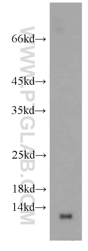 WB analysis of mouse lung using 15804-1-AP