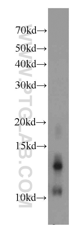 Western Blot (WB) analysis of mouse lung tissue using GLRX Polyclonal antibody (15804-1-AP)