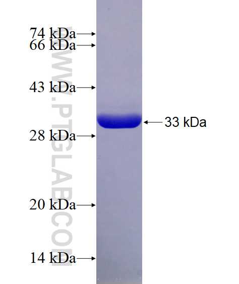 GLRX fusion protein Ag8535 SDS-PAGE