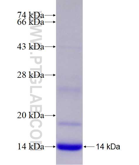 GLRX fusion protein Ag8681 SDS-PAGE