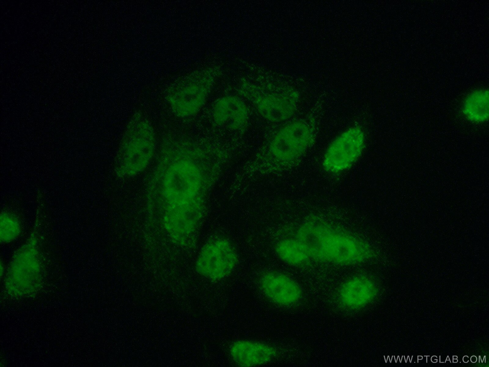 Immunofluorescence (IF) / fluorescent staining of A549 cells using GLRX2 Polyclonal antibody (13381-1-AP)