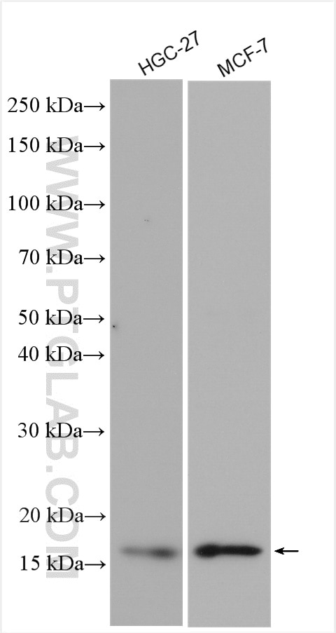 Western Blot (WB) analysis of various lysates using GLRX2 Polyclonal antibody (13381-1-AP)