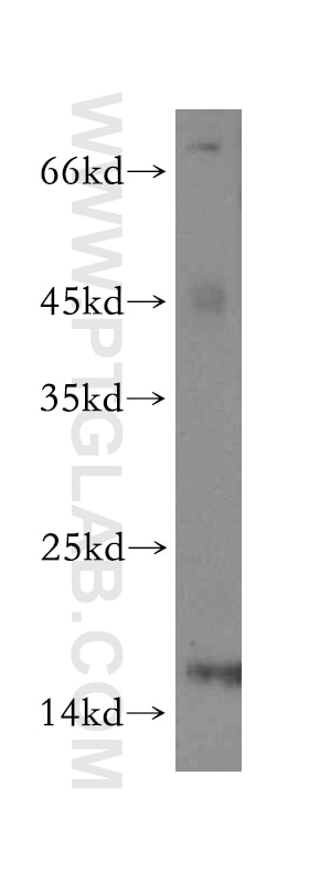 GLRX2 Polyclonal antibody