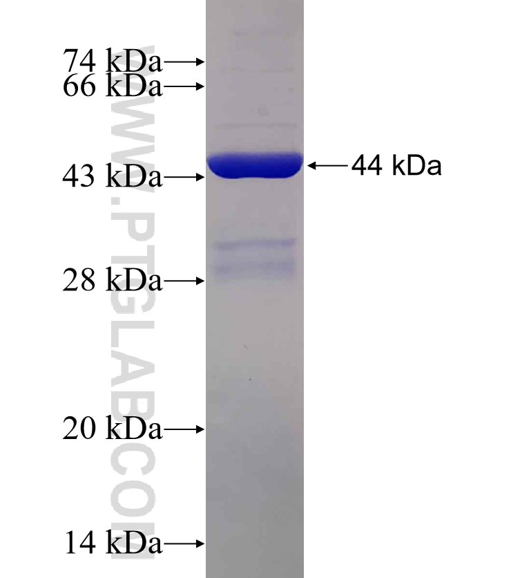 GLRX2 fusion protein Ag4218 SDS-PAGE