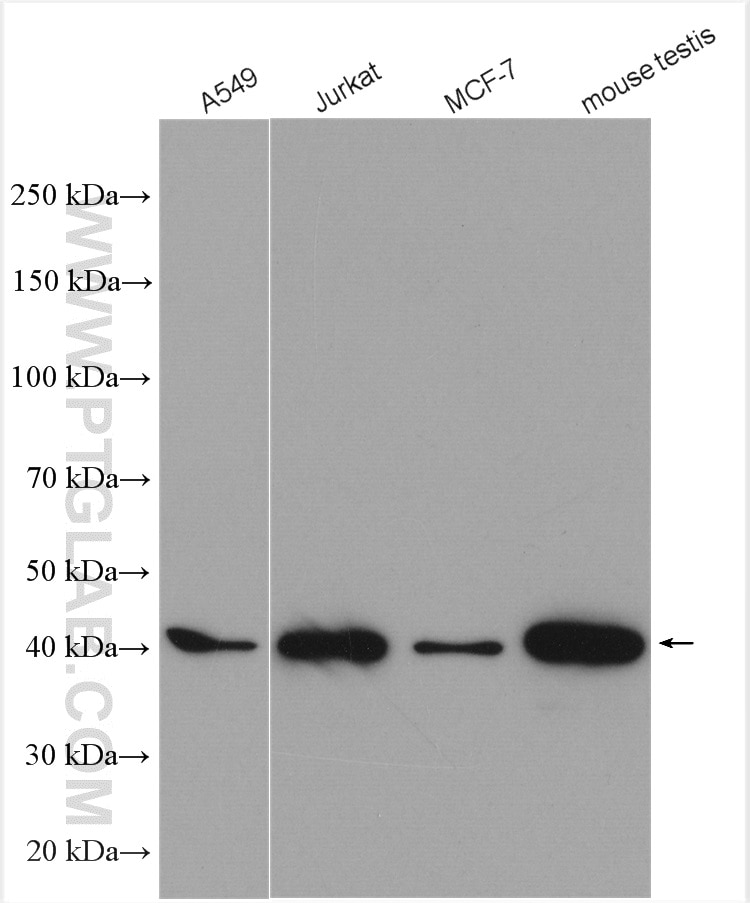 Western Blot (WB) analysis of various lysates using GLRX3 Polyclonal antibody (11254-1-AP)