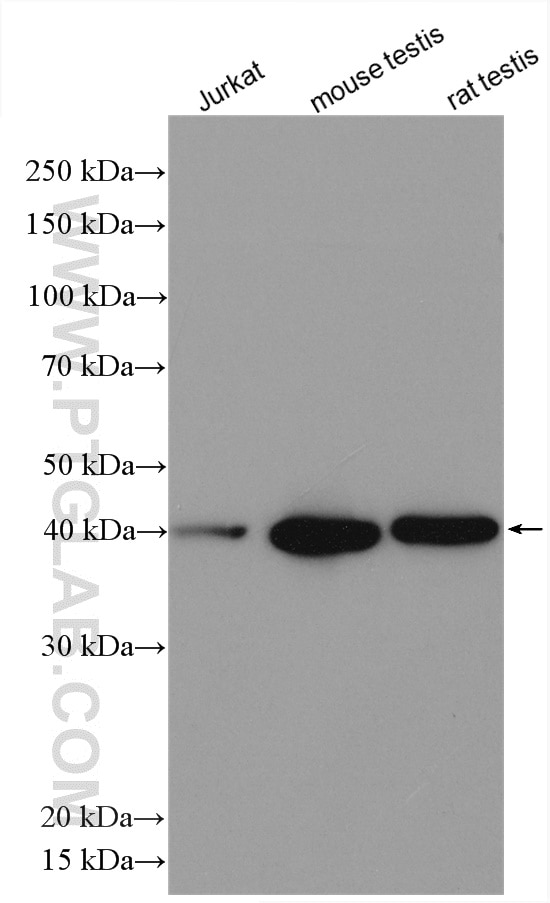 Western Blot (WB) analysis of various lysates using GLRX3 Polyclonal antibody (11254-1-AP)