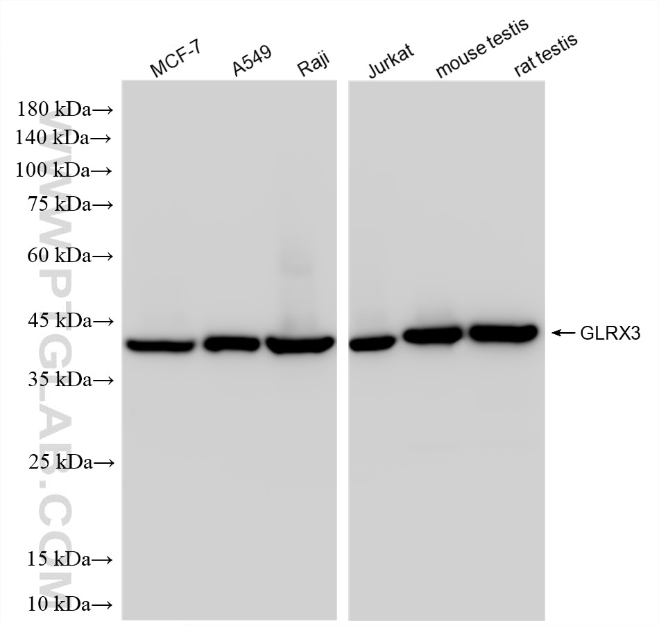 Various lysates were subjected to SDS PAGE followed by western blot with 86587-1-RR (GLRX3 antibody) at dilution of 1:10000 incubated at room temperature for 1.5 hours. Western Blot (WB) analysis of various lysates using GLRX3 Recombinant antibody (86587-1-RR)