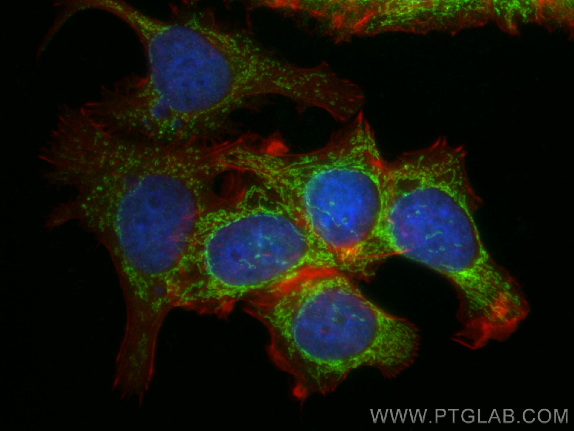 Immunofluorescence (IF) / fluorescent staining of MCF-7 cells using Glutaredoxin 5 Polyclonal antibody (18884-1-AP)