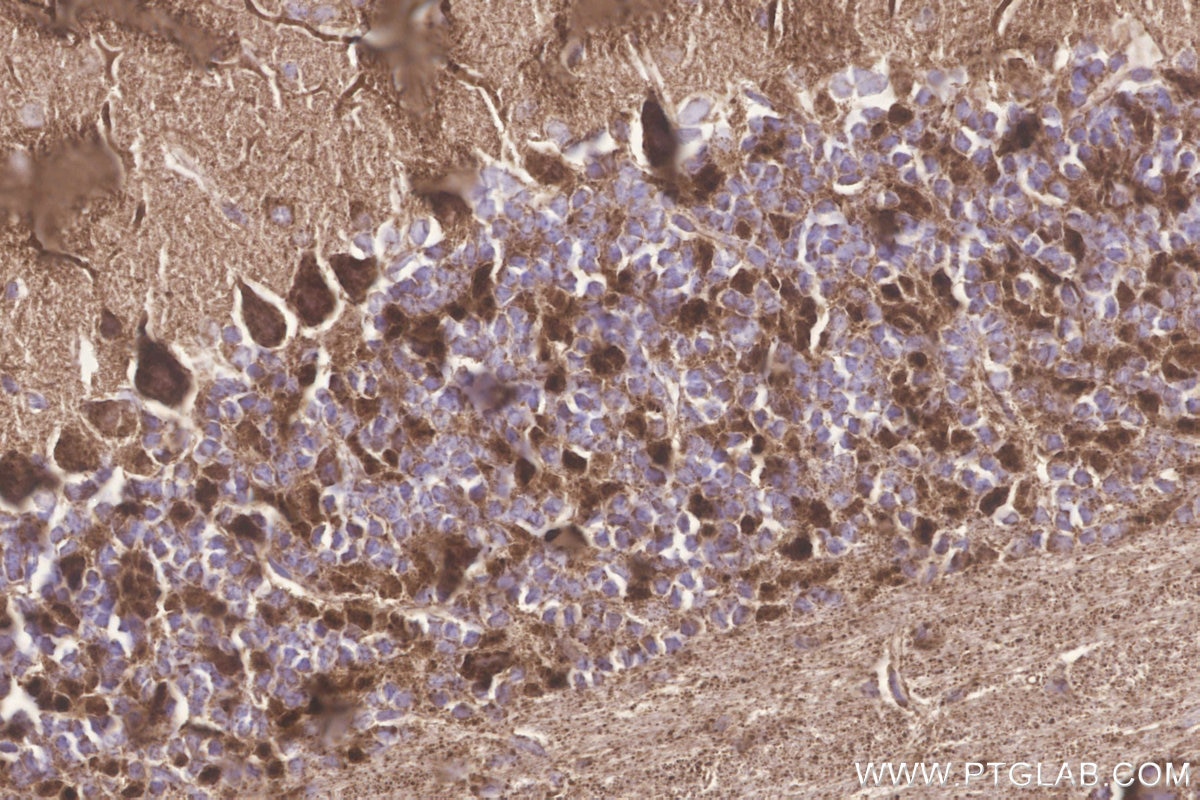 IHC staining of mouse cerebellum using 18884-1-AP Immunohistochemistry (IHC) staining of mouse cerebellum tissue using Glutaredoxin 5 Polyclonal antibody (18884-1-AP)