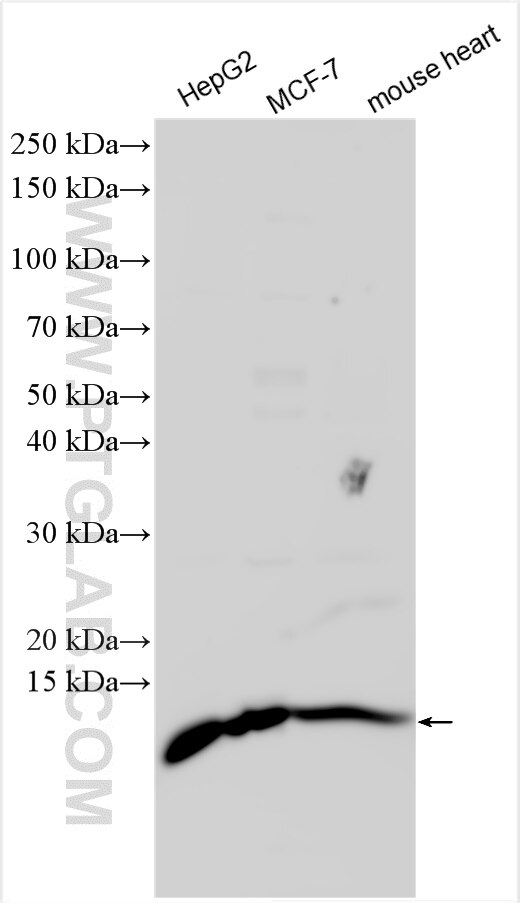 Western Blot (WB) analysis of various lysates using Glutaredoxin 5 Polyclonal antibody (18884-1-AP)