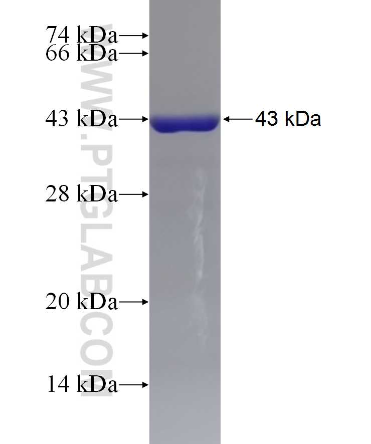 GLRX5 fusion protein Ag13445 SDS-PAGE