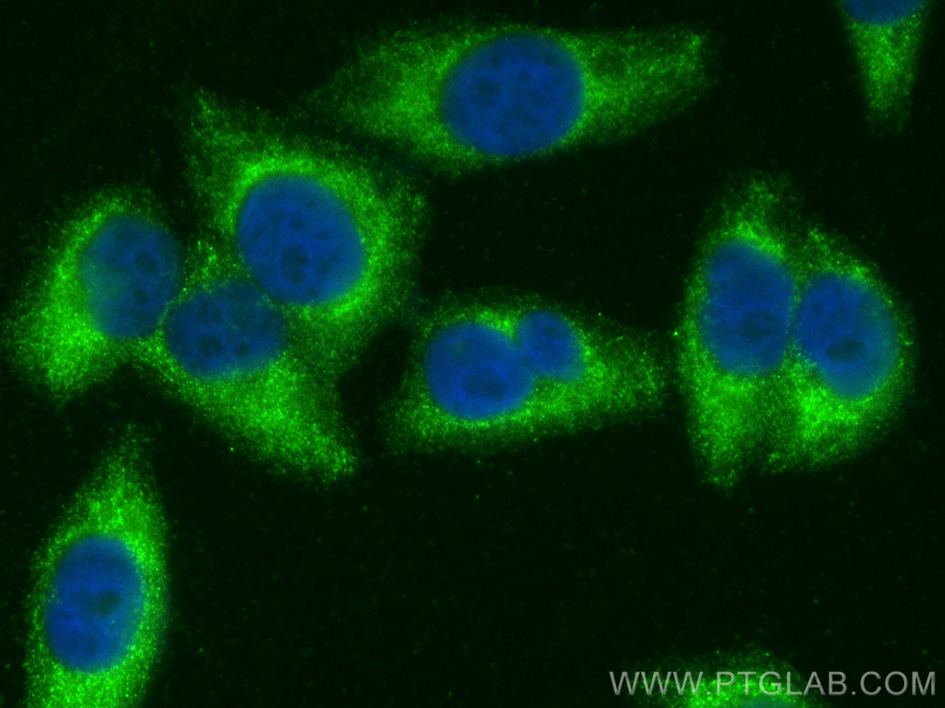 Immunofluorescence (IF) / fluorescent staining of L02 cells using KGA/GAC Polyclonal antibody (12855-1-AP)