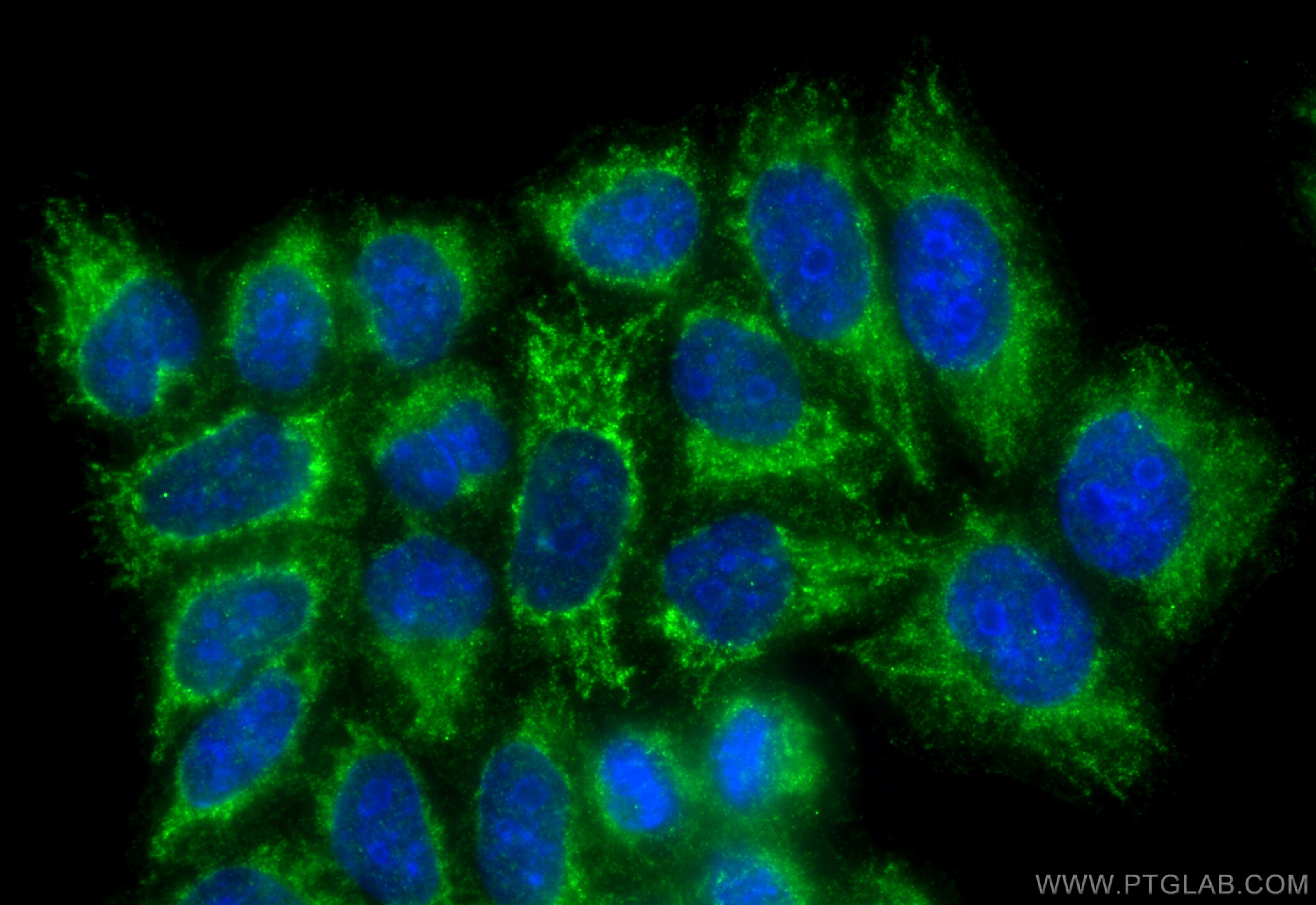 Immunofluorescence (IF) / fluorescent staining of L02 cells using KGA/GAC Polyclonal antibody (12855-1-AP)