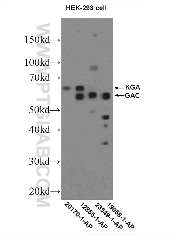 Western Blot (WB) analysis of HEK-293 cells using KGA/GAC Polyclonal antibody (12855-1-AP)