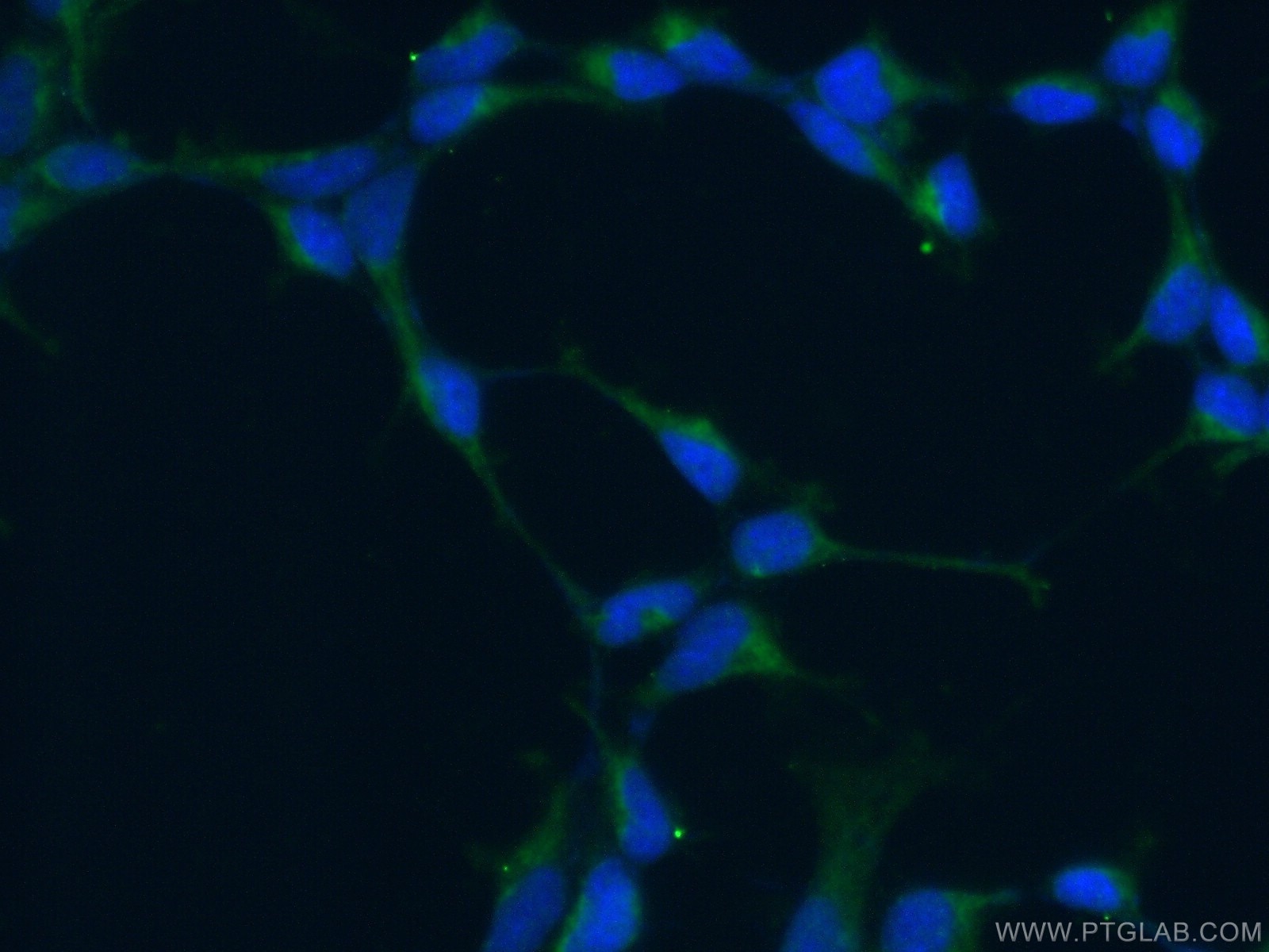 Immunofluorescence (IF) / fluorescent staining of HEK-293 cells using KGA-Specific Polyclonal antibody (20170-1-AP)