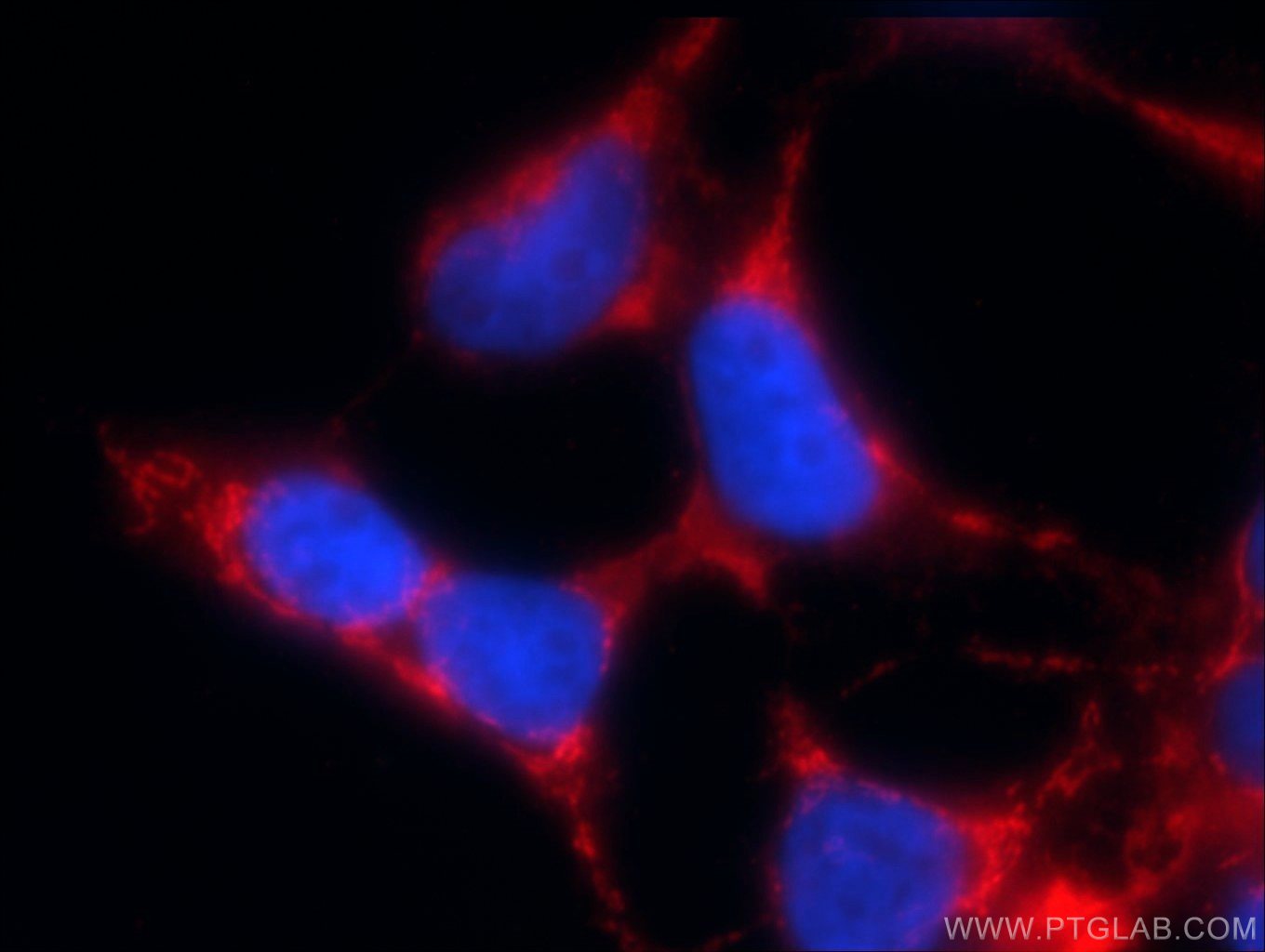 Immunofluorescence (IF) / fluorescent staining of HEK-293 cells using KGA/GAM/GAC Polyclonal antibody (23549-1-AP)
