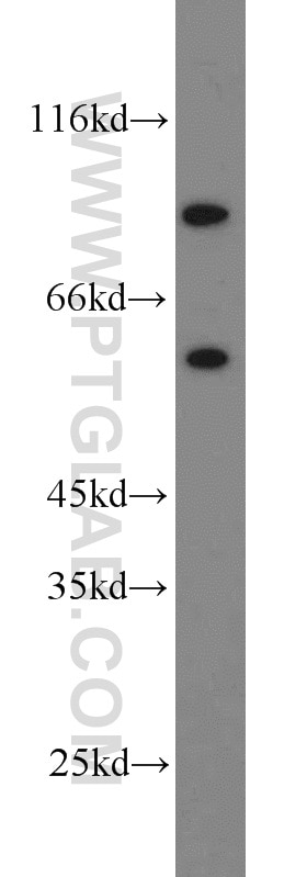 WB analysis of HEK-293 using 23549-1-AP