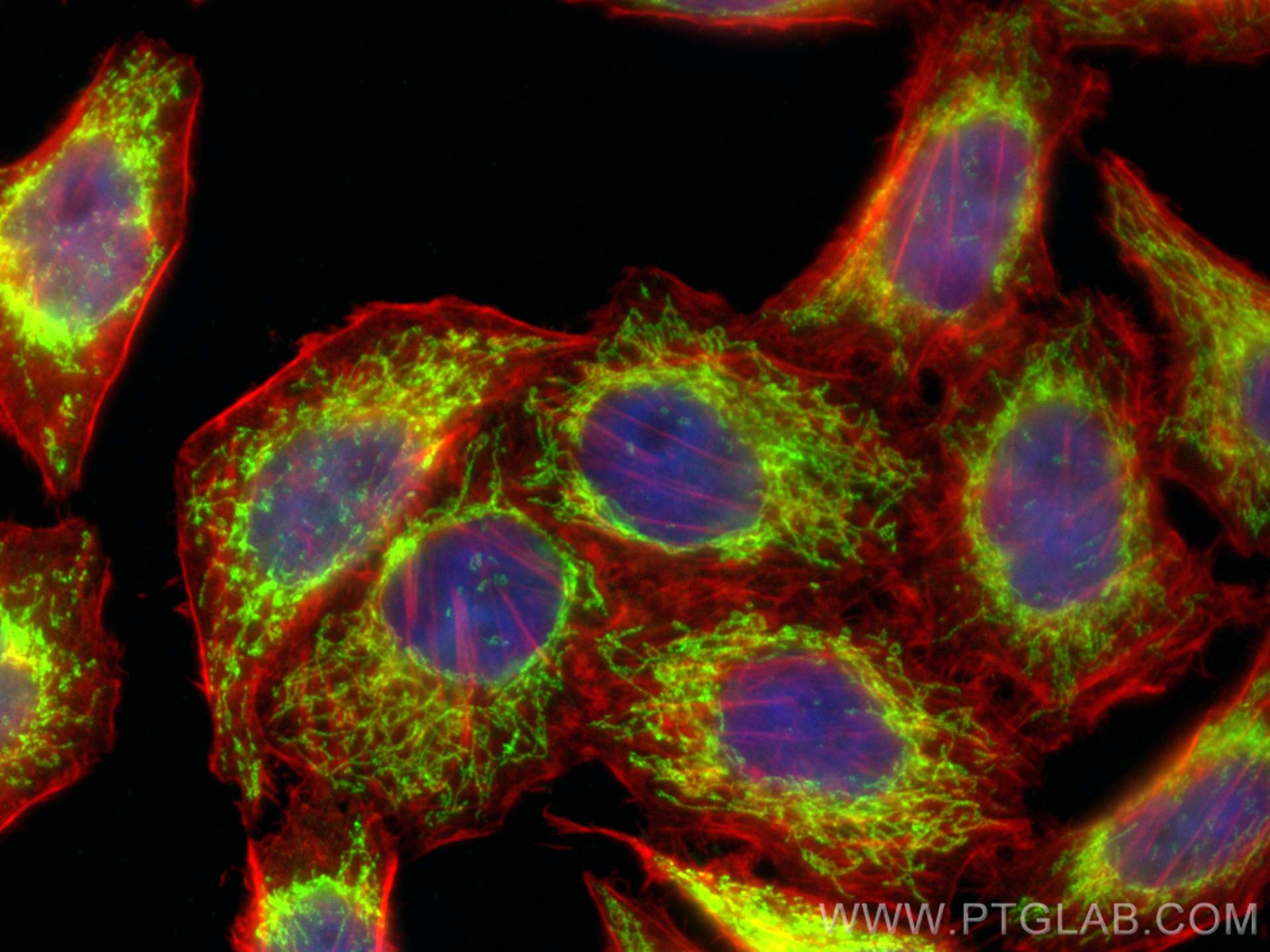 Immunofluorescence (IF) / fluorescent staining of L02 cells using GLS Polyclonal antibody (29519-1-AP)