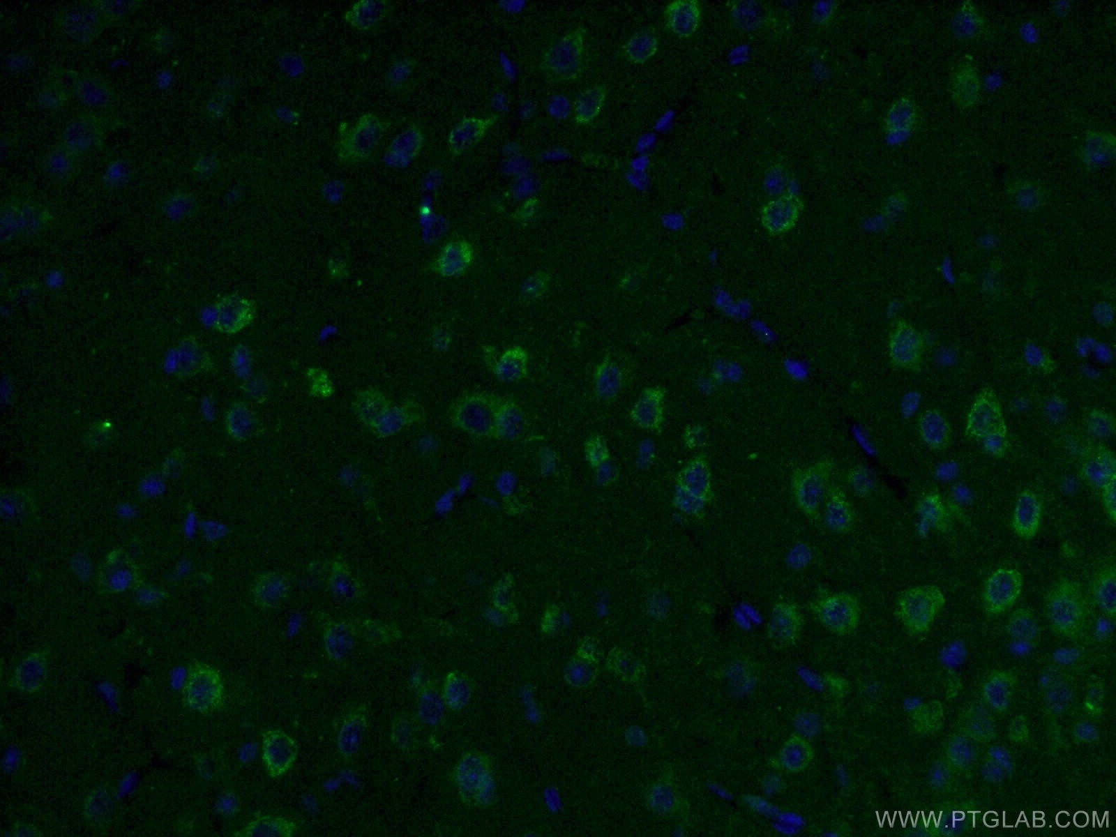 Immunofluorescence (IF) / fluorescent staining of mouse brain tissue using KGA/GAC Monoclonal antibody (66265-1-Ig)