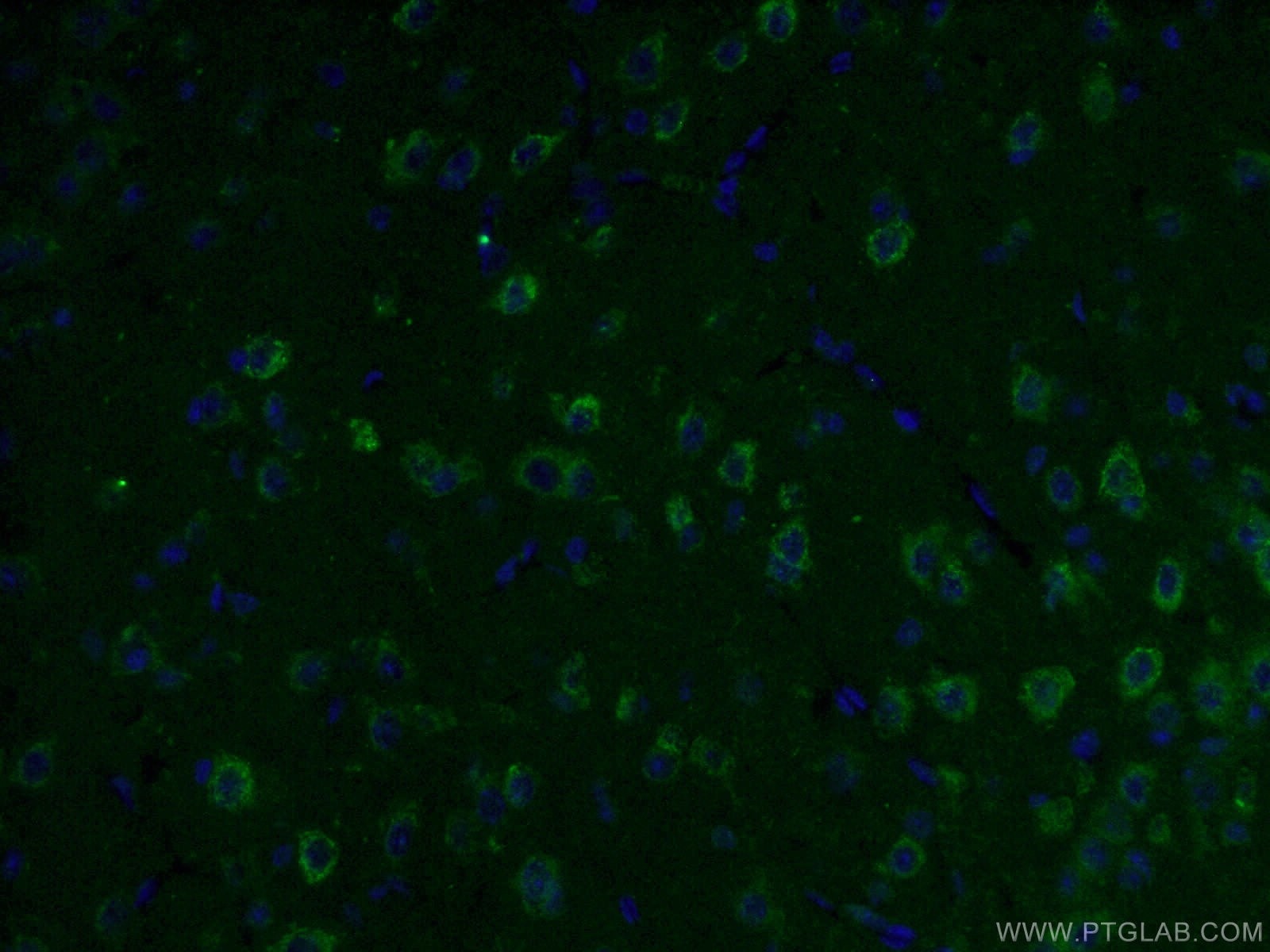 IF Staining of mouse brain using 66265-1-Ig