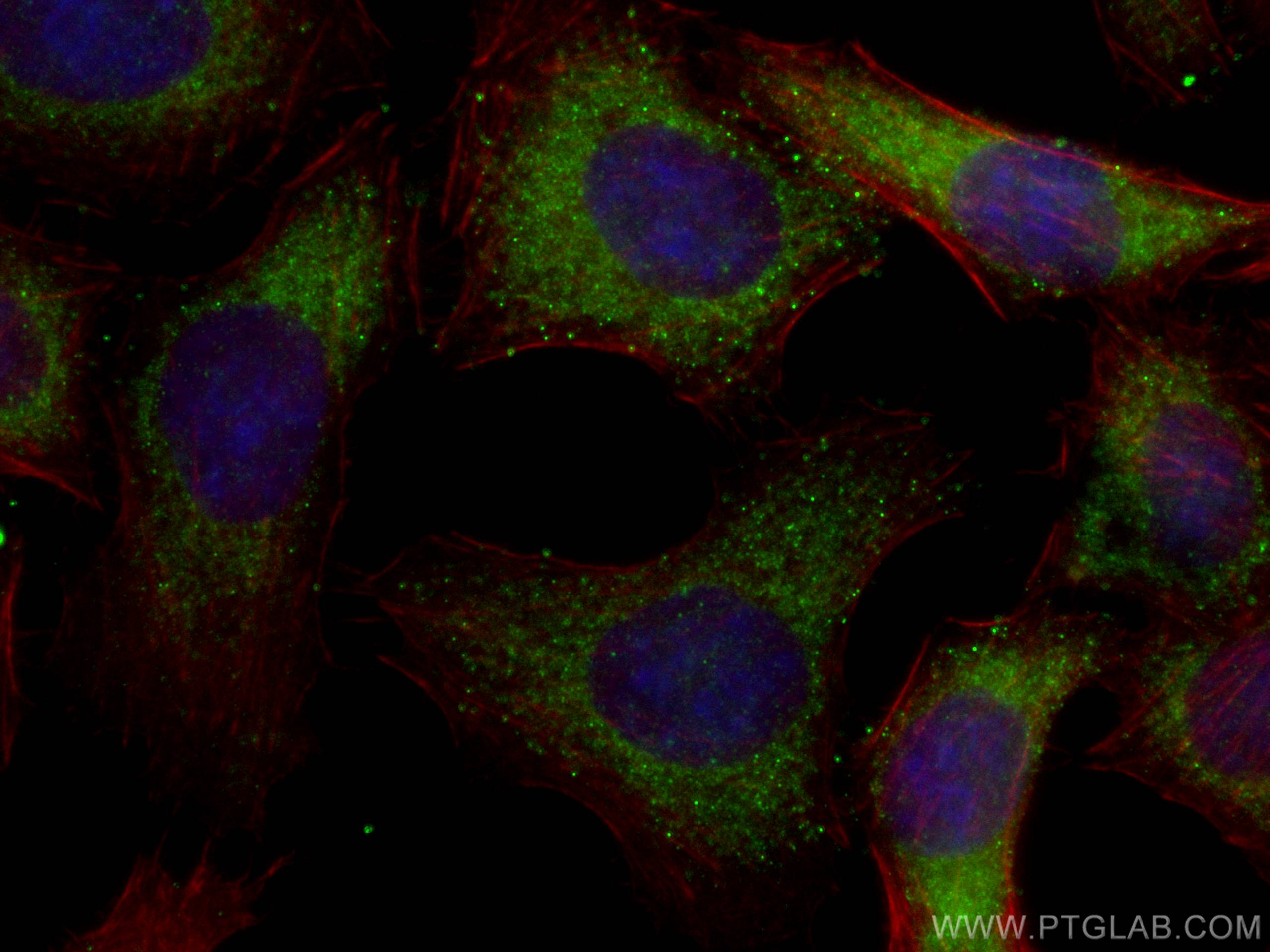 Immunofluorescence (IF) / fluorescent staining of L02 cells using KGA/GAC Monoclonal antibody (66265-1-Ig)