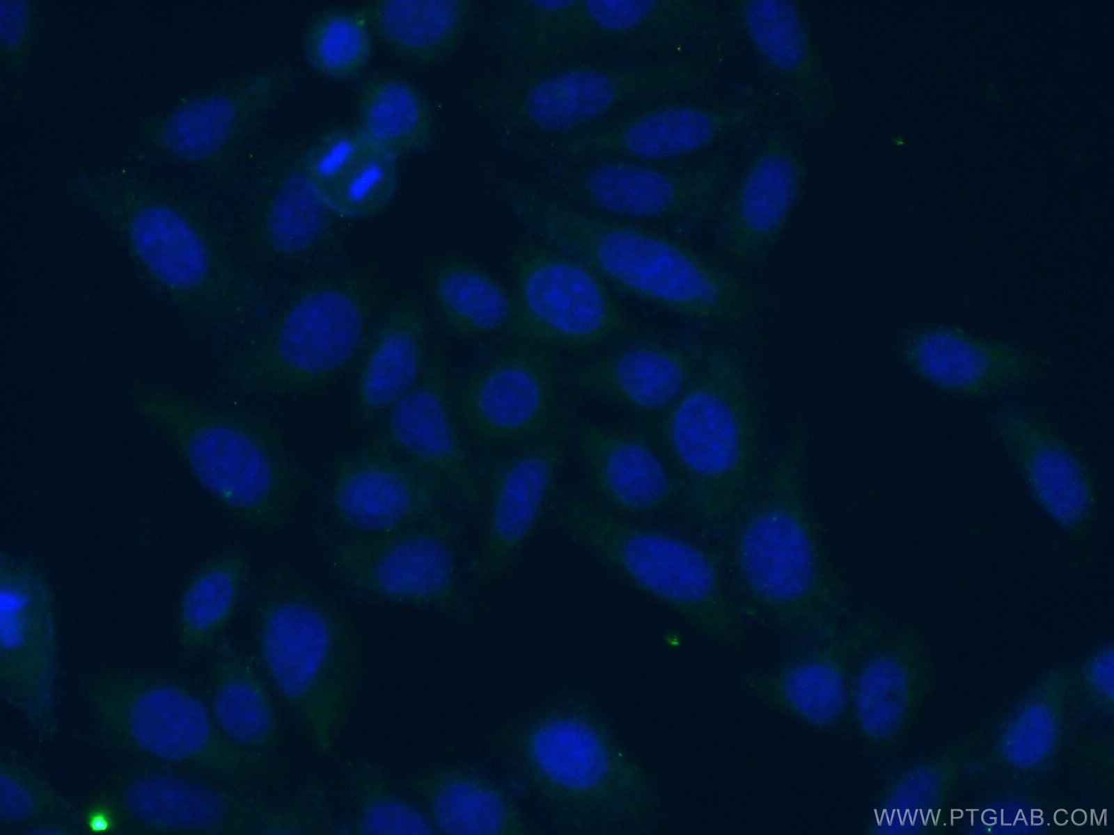 Immunofluorescence (IF) / fluorescent staining of HepG2 cells using KGA/GAC Monoclonal antibody (66265-1-Ig)