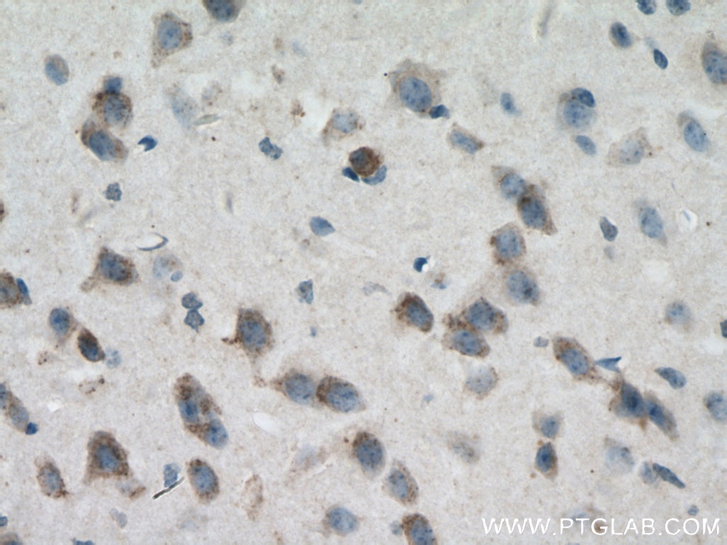 Immunohistochemistry (IHC) staining of mouse brain tissue using KGA/GAC Monoclonal antibody (66265-1-Ig)