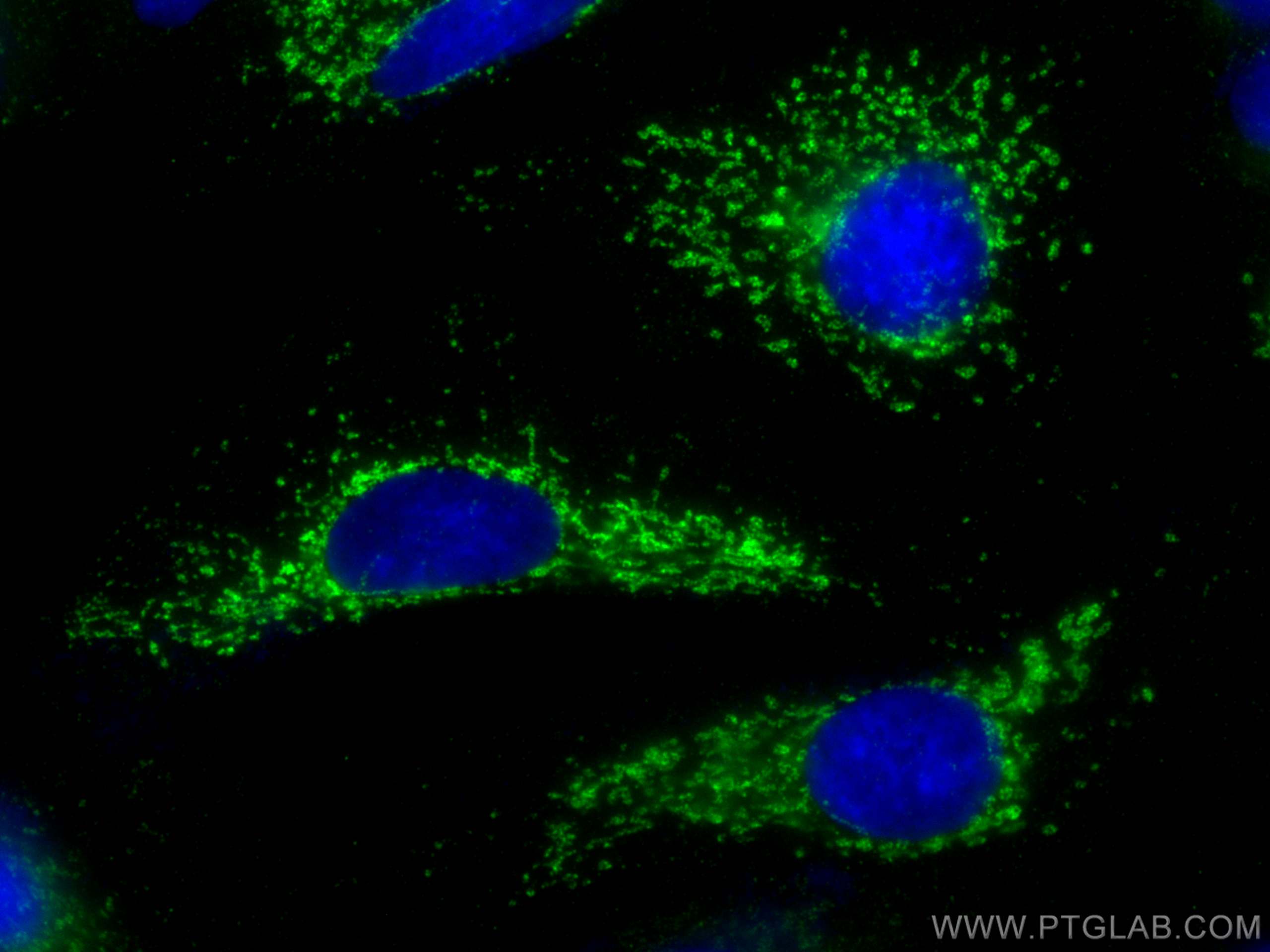 IF Staining of A549 using 81486-1-RR