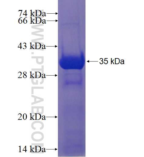 GLS fusion protein Ag24227 SDS-PAGE