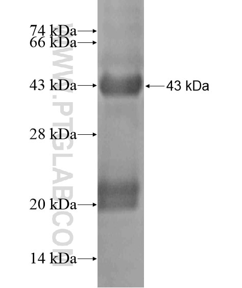 GLS fusion protein Ag20354 SDS-PAGE