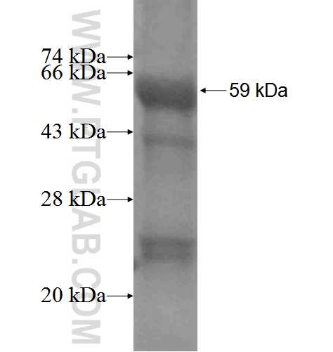 GLS fusion protein Ag3505 SDS-PAGE
