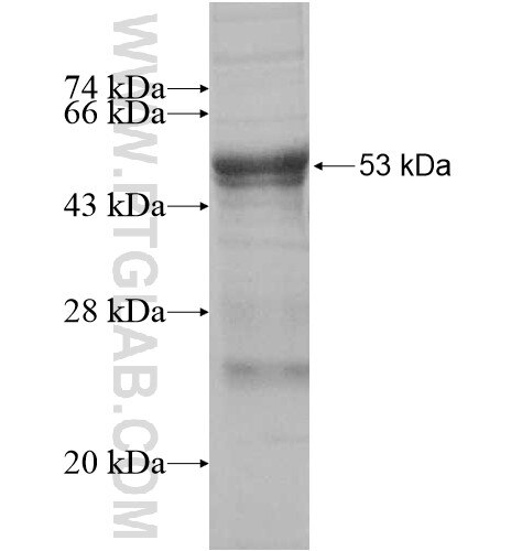 GLT25D1 fusion protein Ag10346 SDS-PAGE