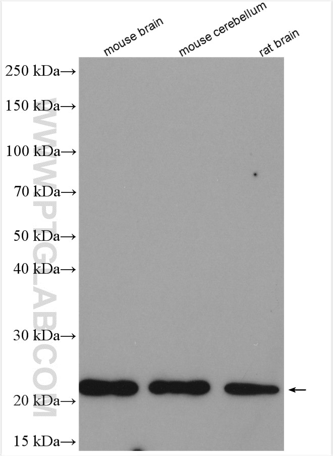 Western Blot (WB) analysis of various lysates using GLTP Polyclonal antibody (10850-1-AP)
