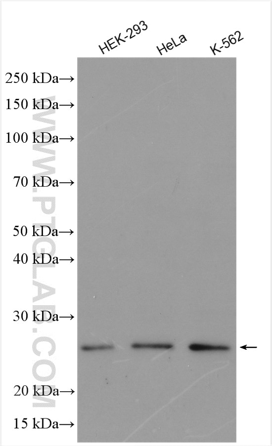 Western Blot (WB) analysis of various lysates using GLTP Polyclonal antibody (10850-1-AP)