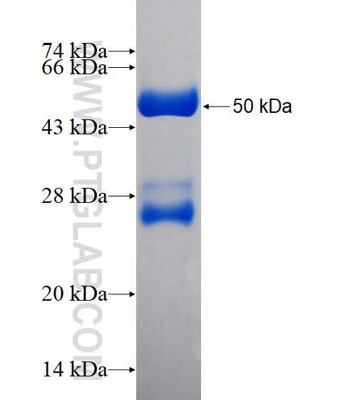 GLTP fusion protein Ag1293 SDS-PAGE