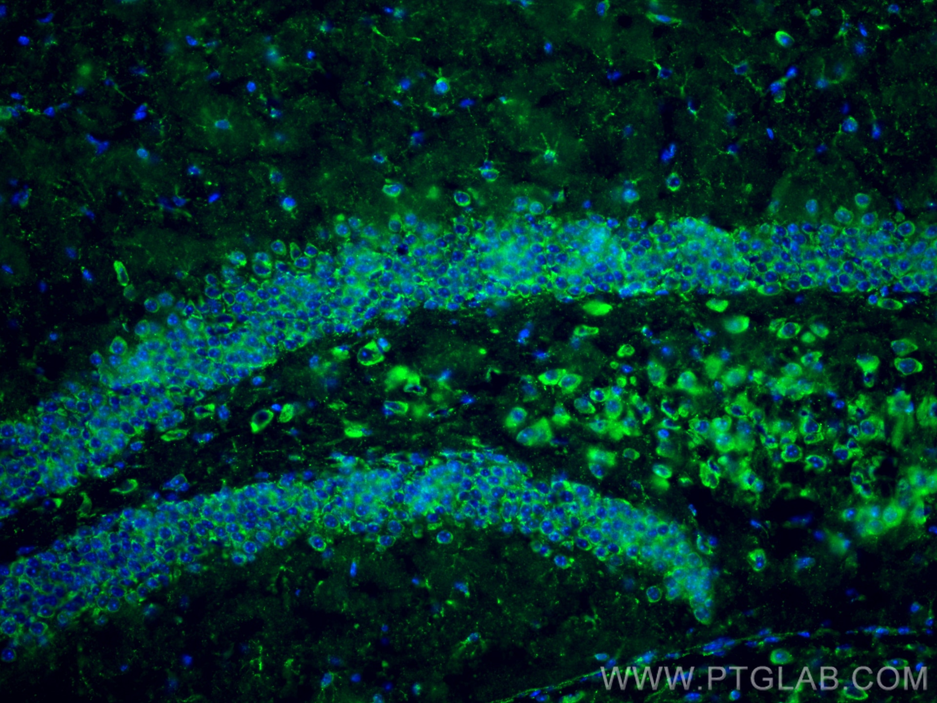Immunofluorescence (IF) / fluorescent staining of mouse brain tissue using GLUD1 Polyclonal antibody (14299-1-AP)