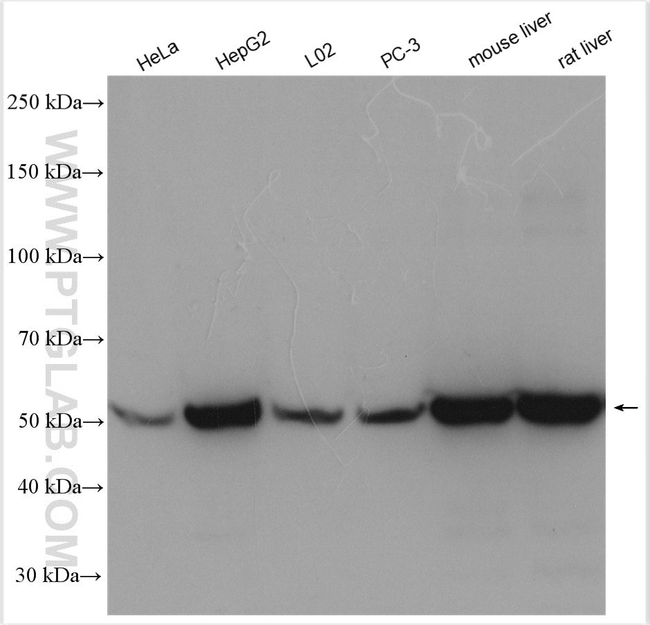 Western Blot (WB) analysis of various lysates using GLUD1 Polyclonal antibody (14299-1-AP)