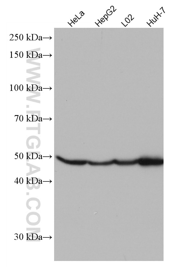Western Blot (WB) analysis of various lysates using GLUD1 Monoclonal antibody (67026-1-Ig)
