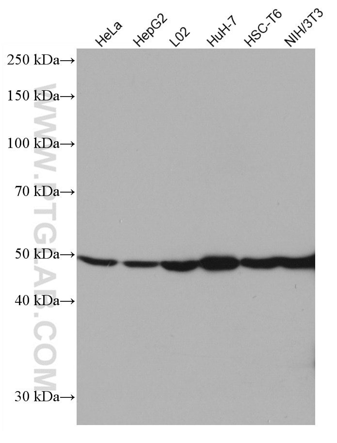 Western Blot (WB) analysis of various lysates using GLUD1 Monoclonal antibody (67026-1-Ig)