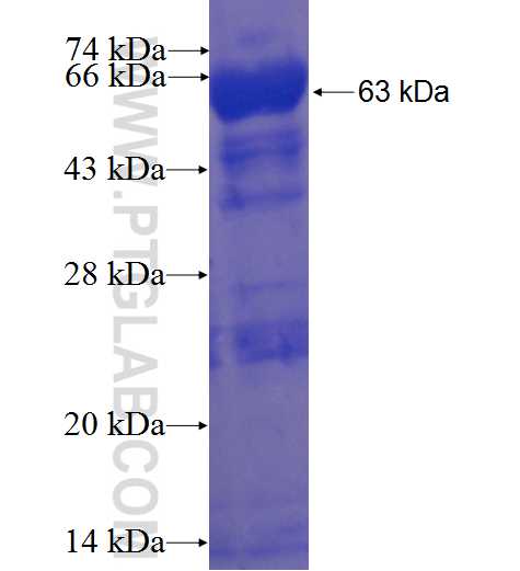 GLUD1 fusion protein Ag5694 SDS-PAGE