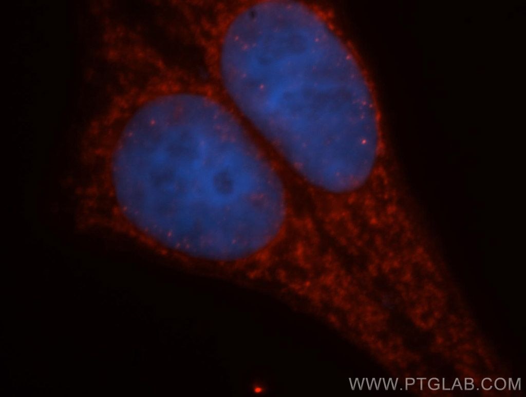 IF Staining of HepG2 using 14462-1-AP