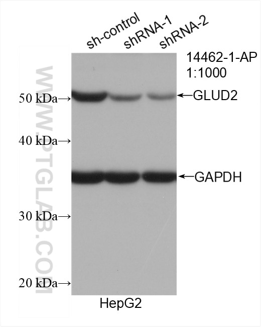Western Blot (WB) analysis of HepG2 cells using GLUD2 Polyclonal antibody (14462-1-AP)