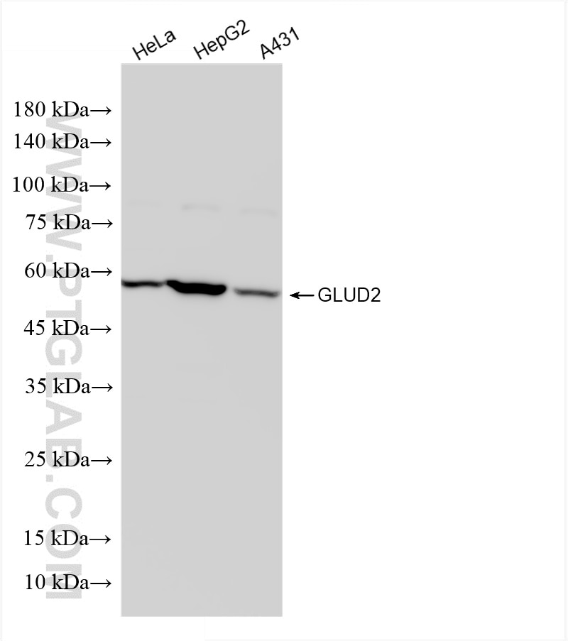 GLUD2