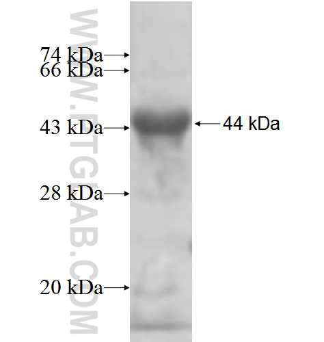 GLUD2 fusion protein Ag5870 SDS-PAGE