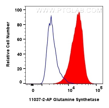 Flow cytometry (FC) experiment of Jurkat cells using Glutamine Synthetase Polyclonal antibody (11037-2-AP)